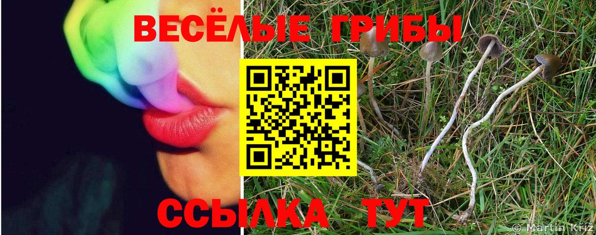 Кунгур  Галлюциногенные грибы Cubensis  Вход с VPN 